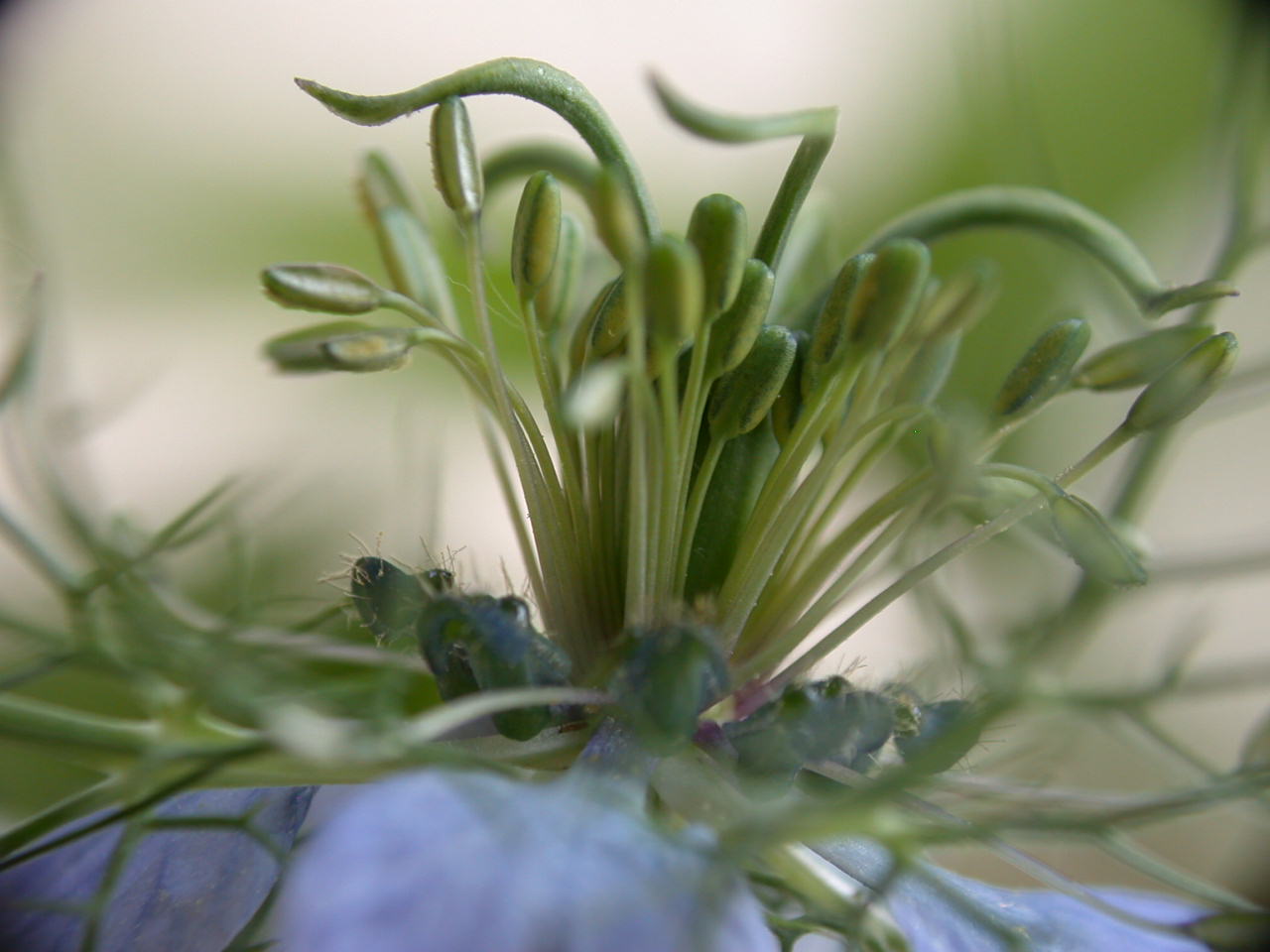 Nigella damascena / Damigella scapigliata